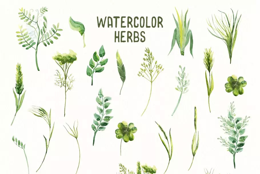 草本药草水彩插画 Watercolor Herbs Vol.