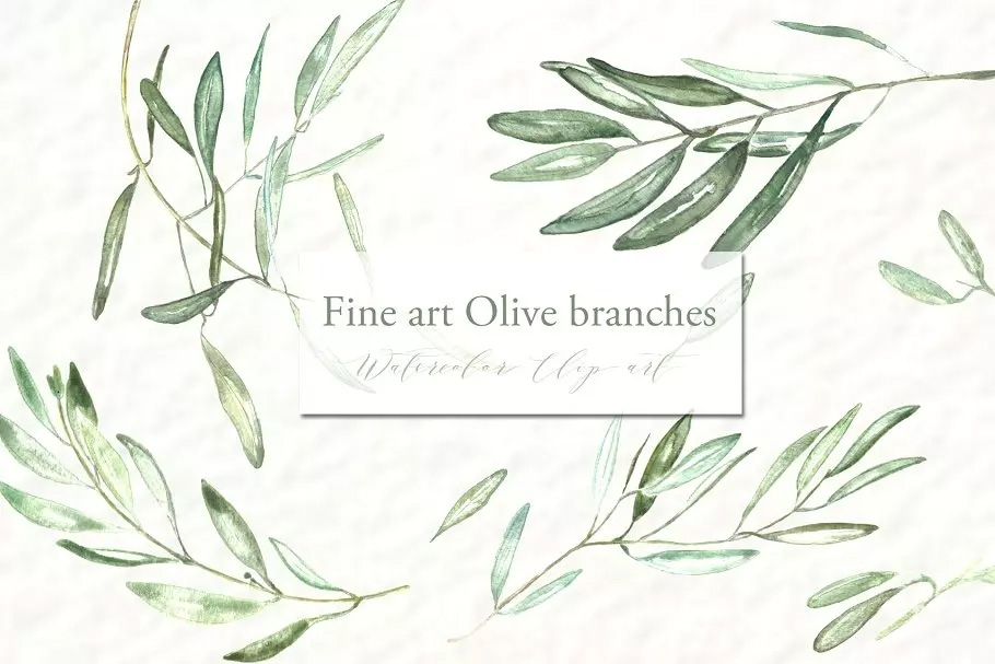 橄榄枝美术水彩剪贴画 Olive branches. Fin