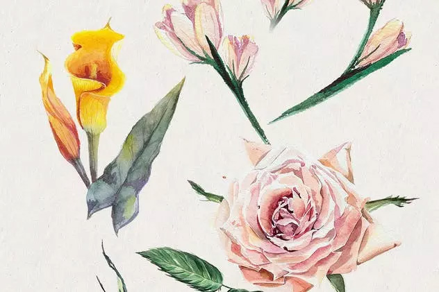 高品质水彩花卉插画 Florist: Watercolor