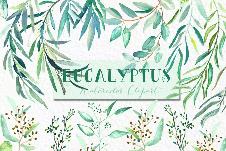 桉树叶水彩剪贴画&水彩装饰字体 Eucalyptus