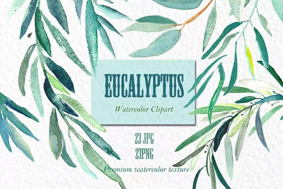 桉树叶水彩剪贴画&水彩装饰字体 Eucalyptus