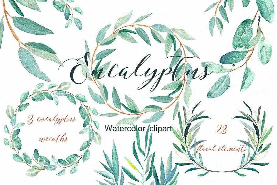 桉树叶水彩剪贴画&水彩装饰字体 Eucalyptus