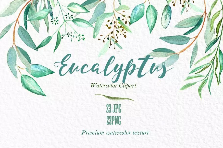 桉树叶水彩剪贴画&水彩装饰字体 Eucalyptus