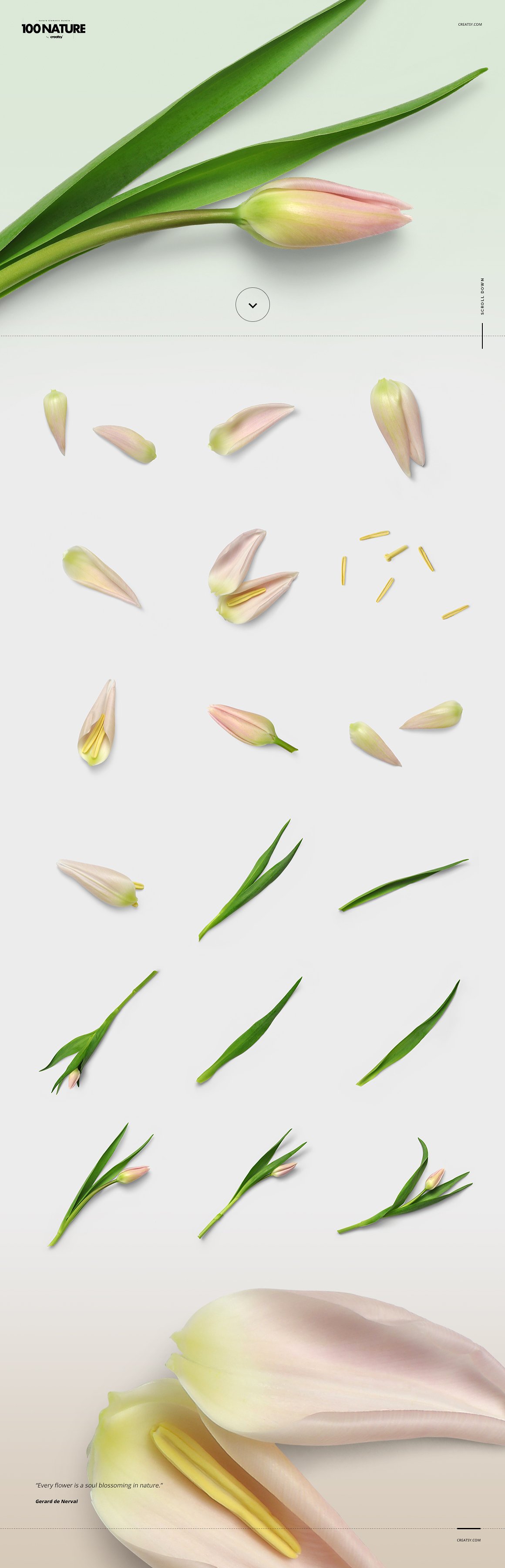 100+春季高质量大自然花卉植物装饰元素PNG免抠图合集包
