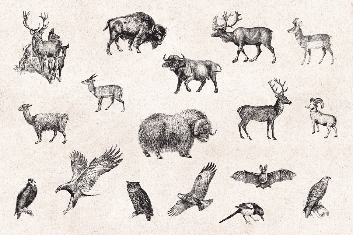 127个复古野生动物矢量雕刻剪贴画矢量素材 Wild Ani