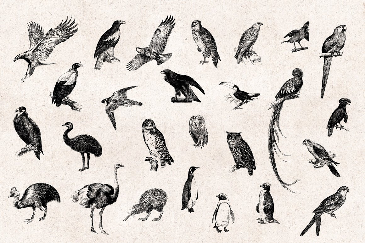 97张手绘复古鸟类雕刻剪贴画矢量插画素材 Birds Eng