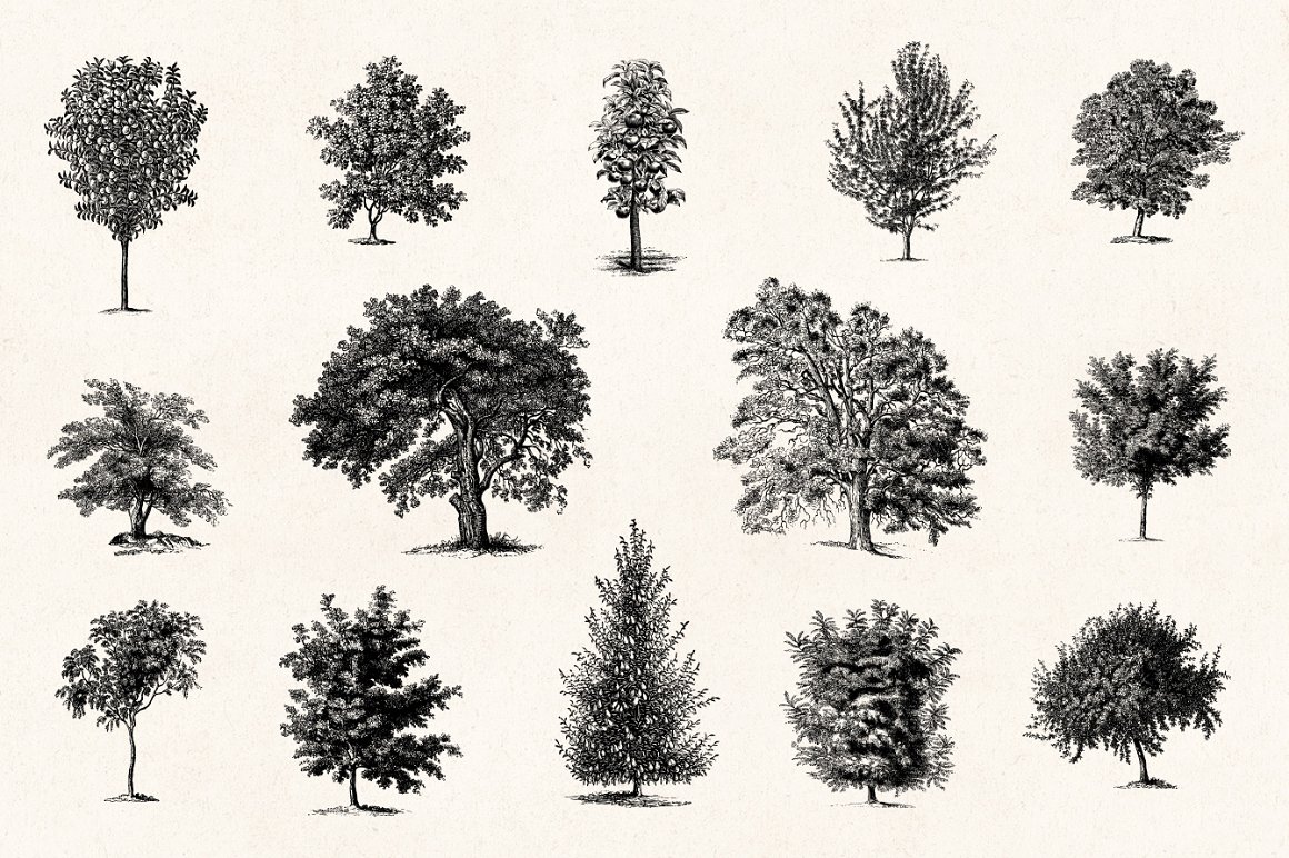 复古树木杨柏核桃橡木等森林树木雕刻插画素材 Trees -