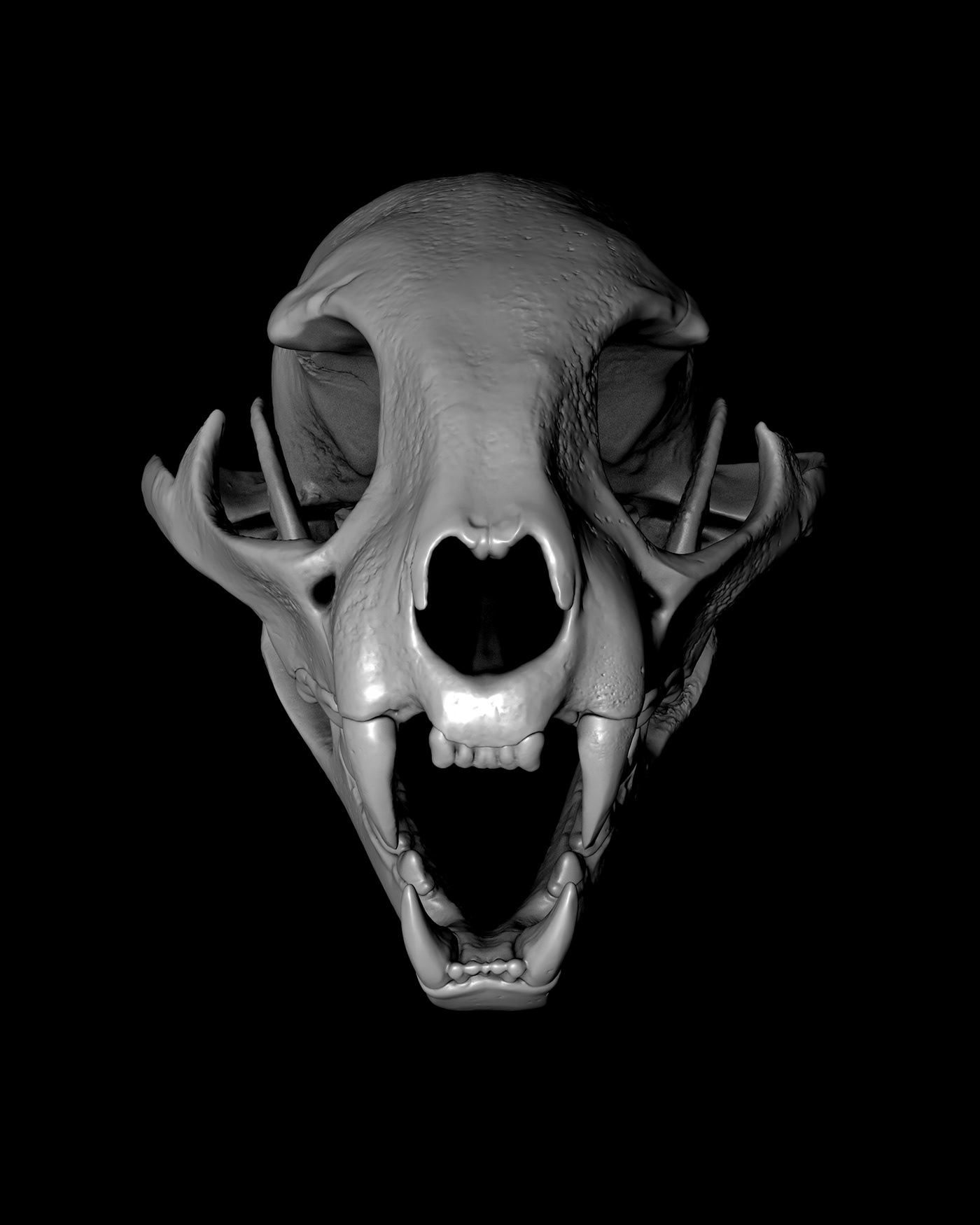 食肉动物恐龙头骨3D模型 BILLELIS 3D SKULL