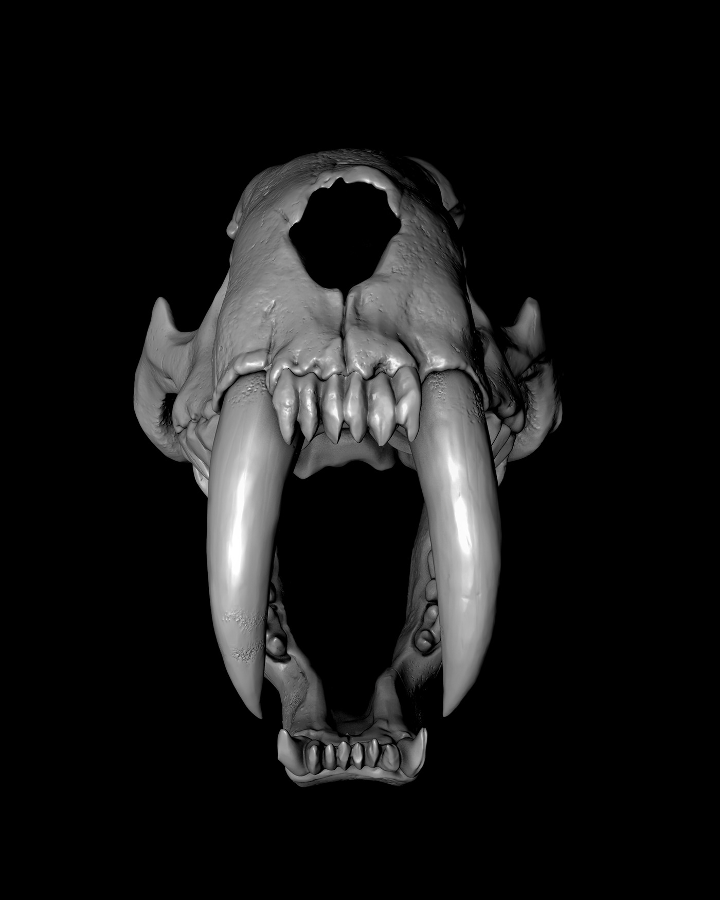 食肉动物恐龙头骨3D模型 BILLELIS 3D SKULL