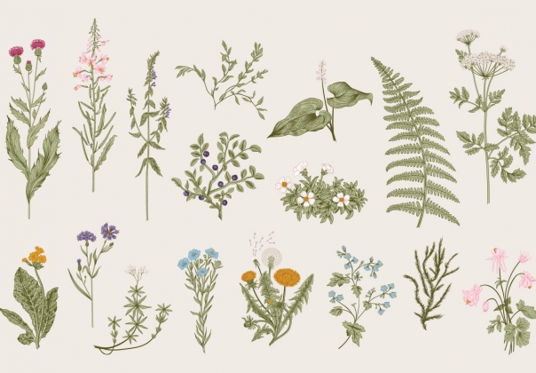 丰富多彩的古典花卉草本植物野花集合矢量插图设计素材Herbs