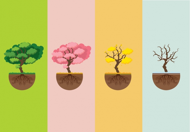 四季不同状态的树根矢量插图Seasons Tree With
